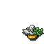 pigeon trophy