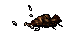 dead carrion worm