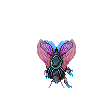 Hibernal Moth