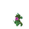 Peony