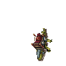 Swamp Crocovile